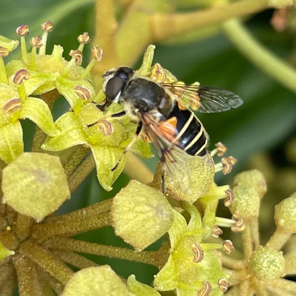 <h3>Eristalis horticola /  / </h3>